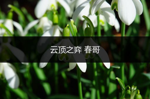 云顶之弈 春哥