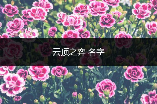 云顶之弈 名字