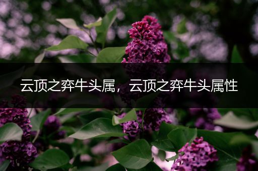 云顶之弈牛头属，云顶之弈牛头属性