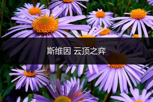 斯维因 云顶之弈