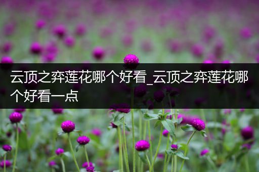 云顶之弈莲花哪个好看_云顶之弈莲花哪个好看一点