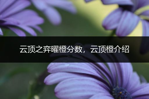 云顶之弈曜橙分数，云顶橙介绍
