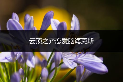 云顶之弈恋爱脑海克斯