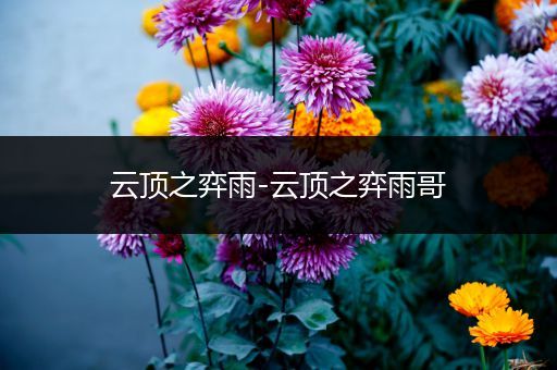 云顶之弈雨-云顶之弈雨哥