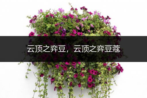 云顶之弈豆，云顶之弈豆蔻