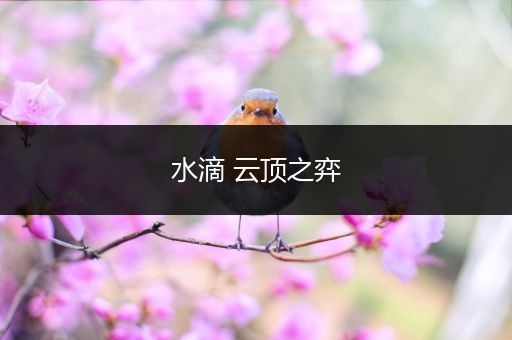 水滴 云顶之弈