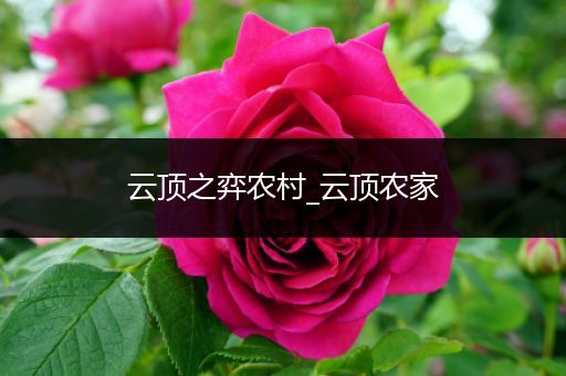 云顶之弈农村_云顶农家
