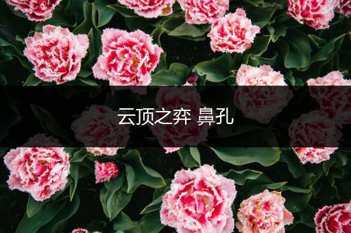 云顶之弈 鼻孔