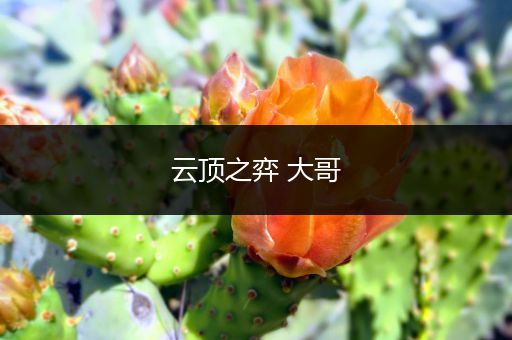 云顶之弈 大哥